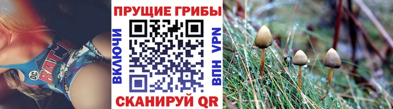 Купить  Билибино  Галлюциногенные грибы Psilocybine cubensis 